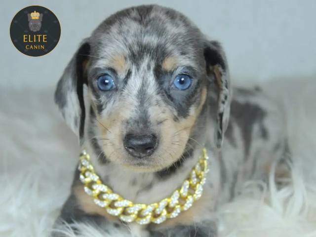 Chiots Teckel Élite Canin Paris (75001) et alentours