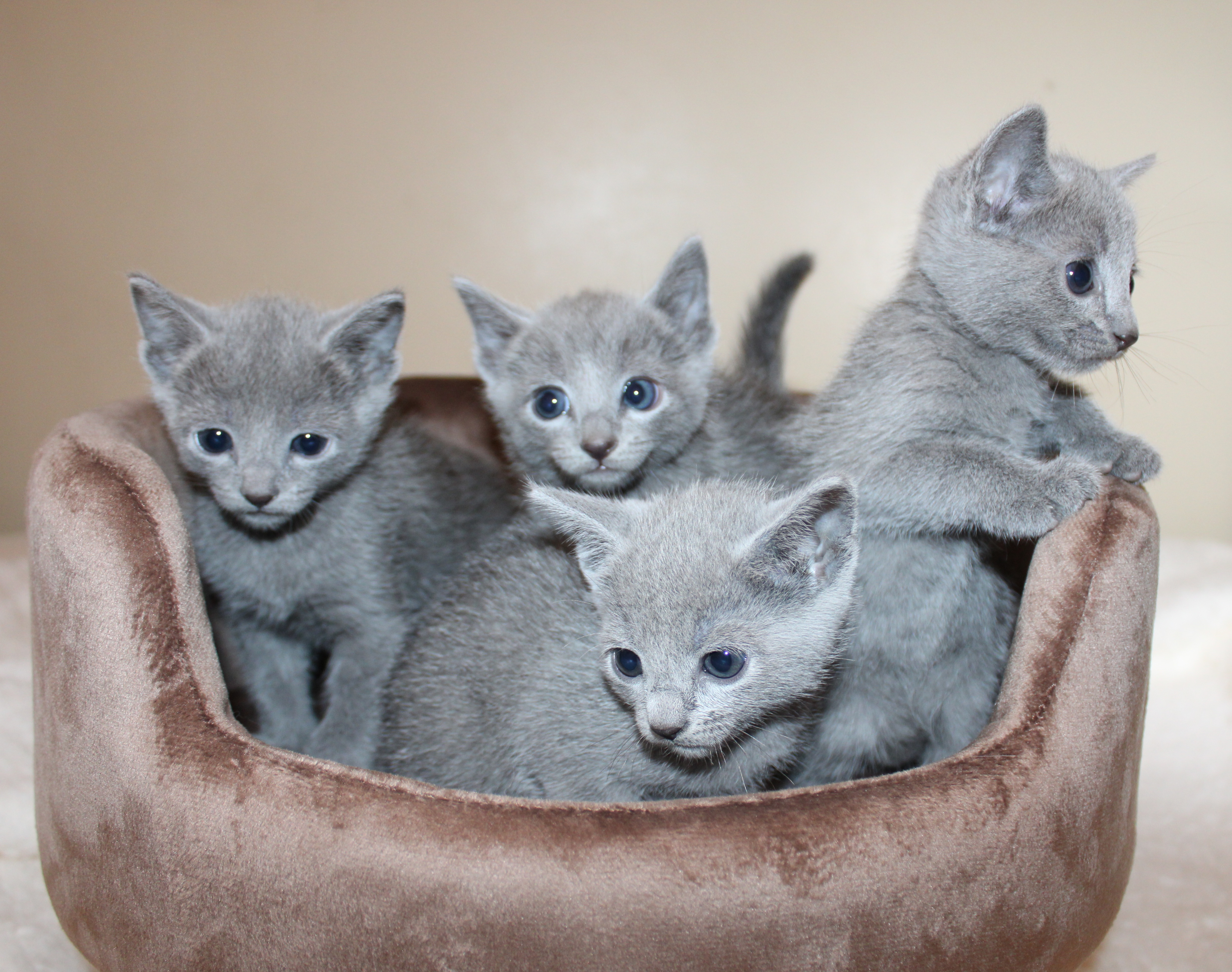 Photo de la portée LOOF-67071889-2025-4