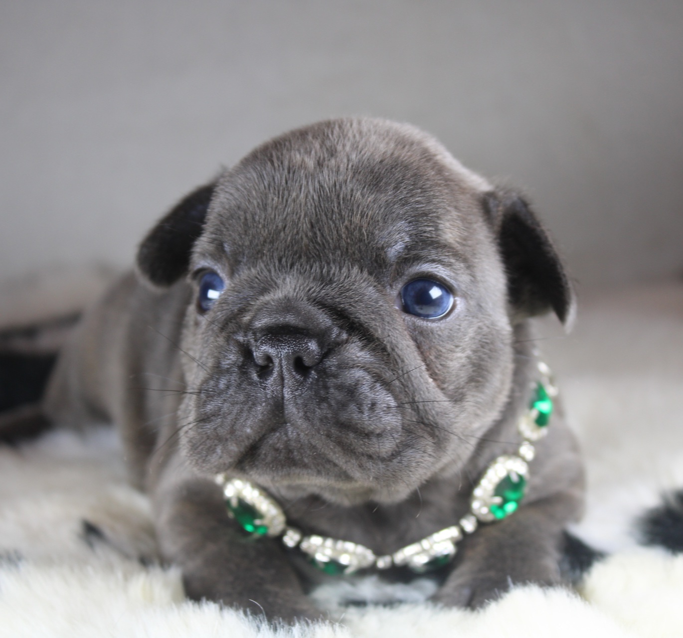 Photo de Chiot 1