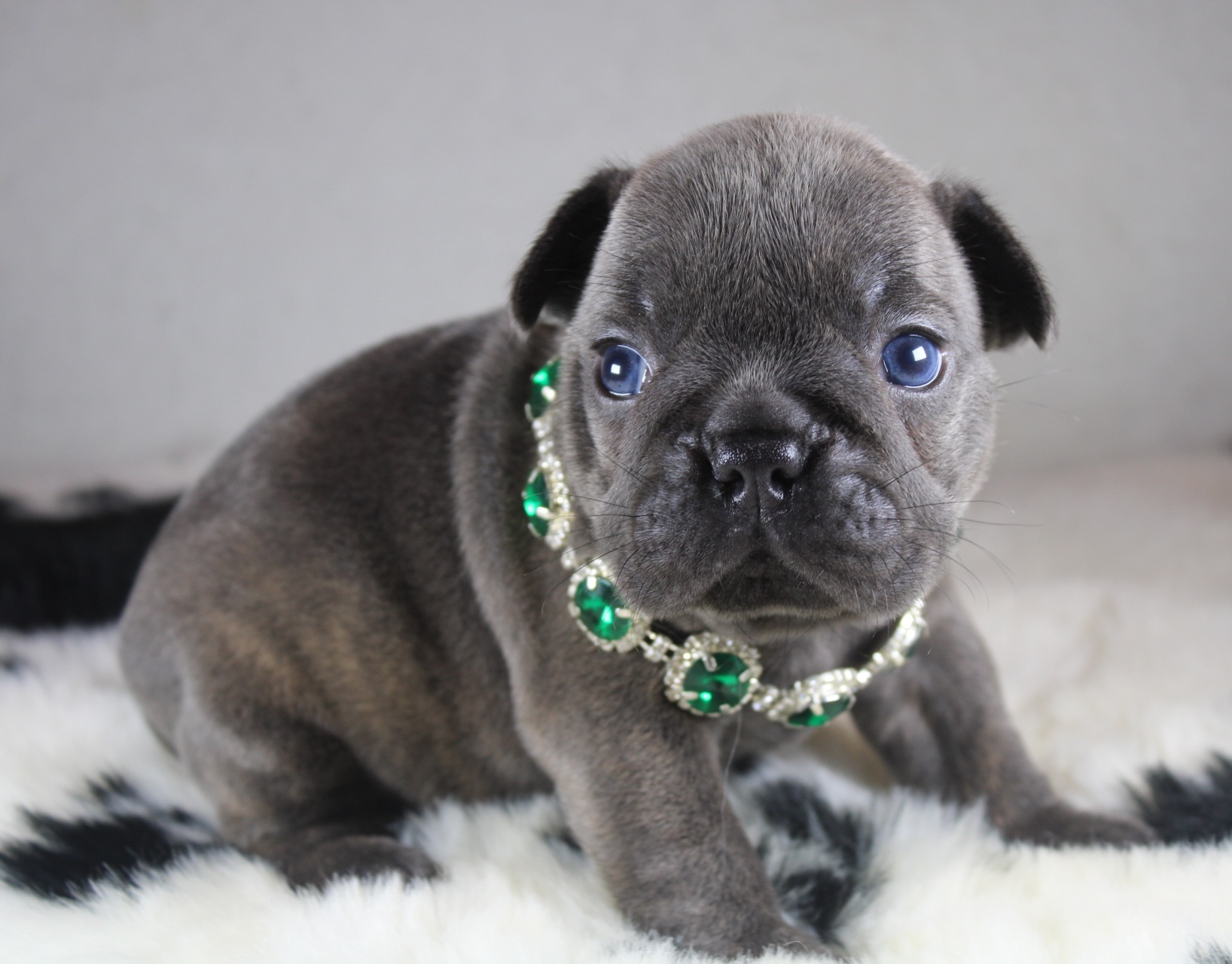 Photo de Chiot 1