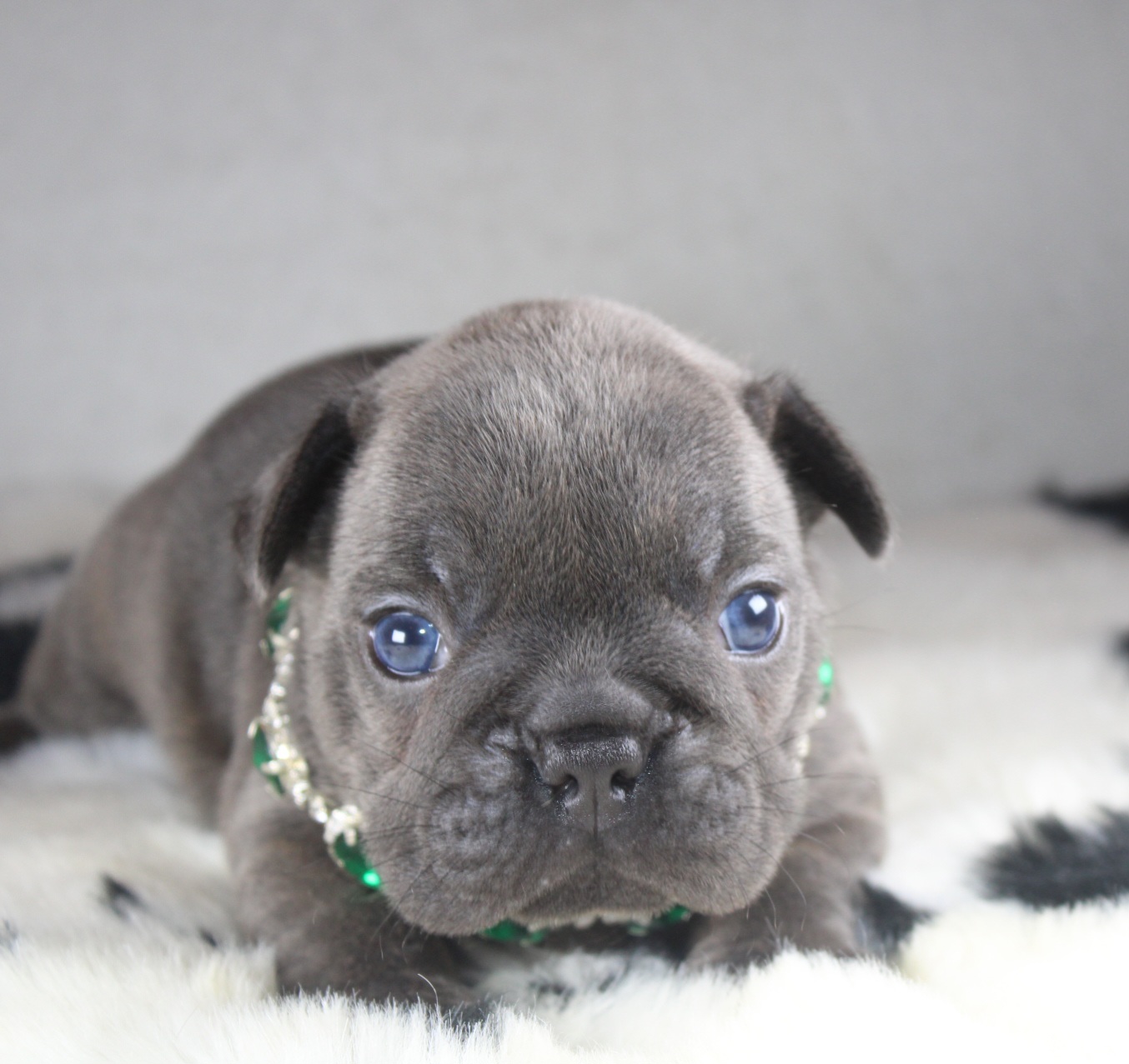 Photo de Chiot 1