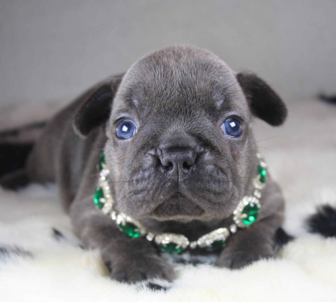 Photo de Chiot 1