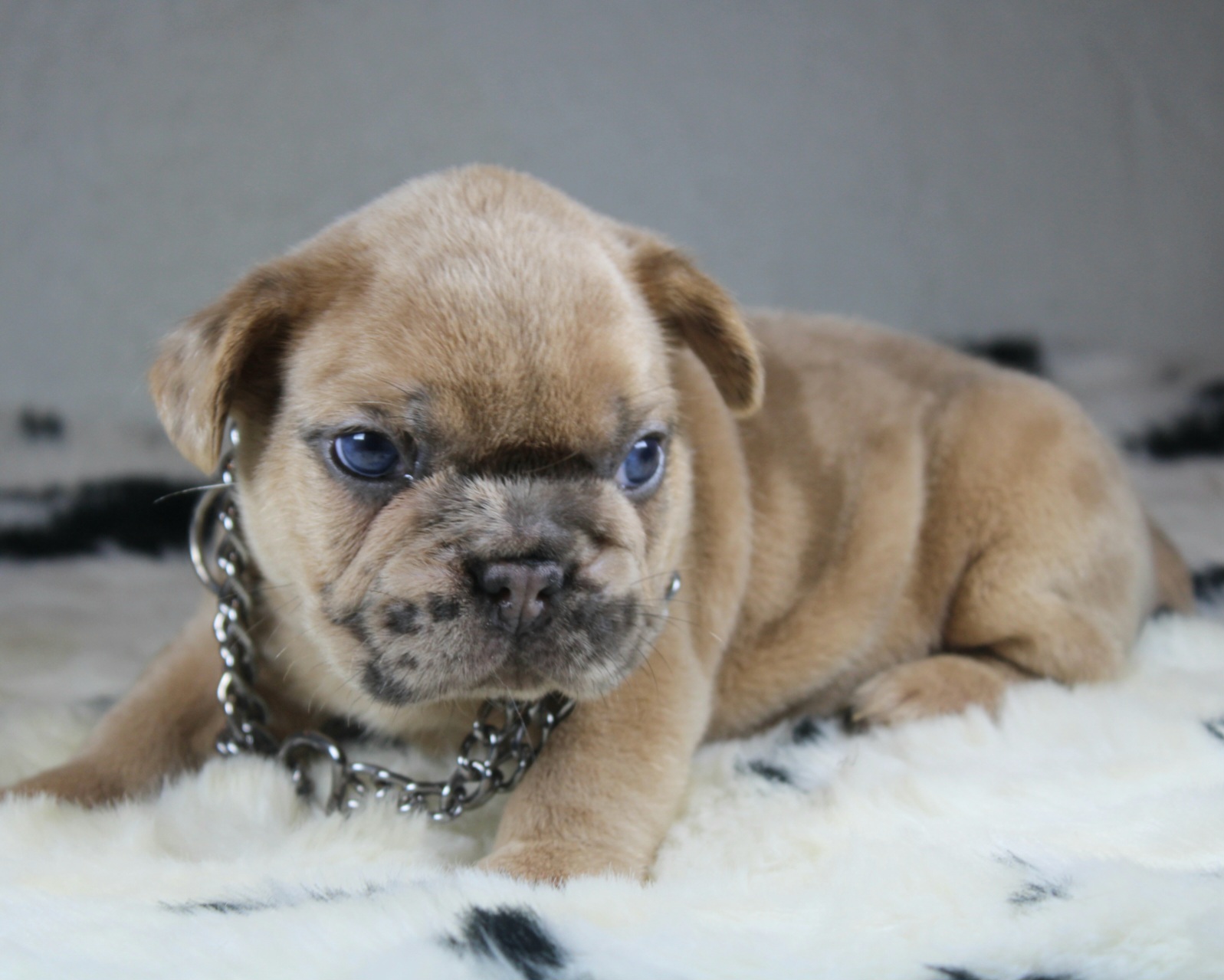 Photo de Chiot 2