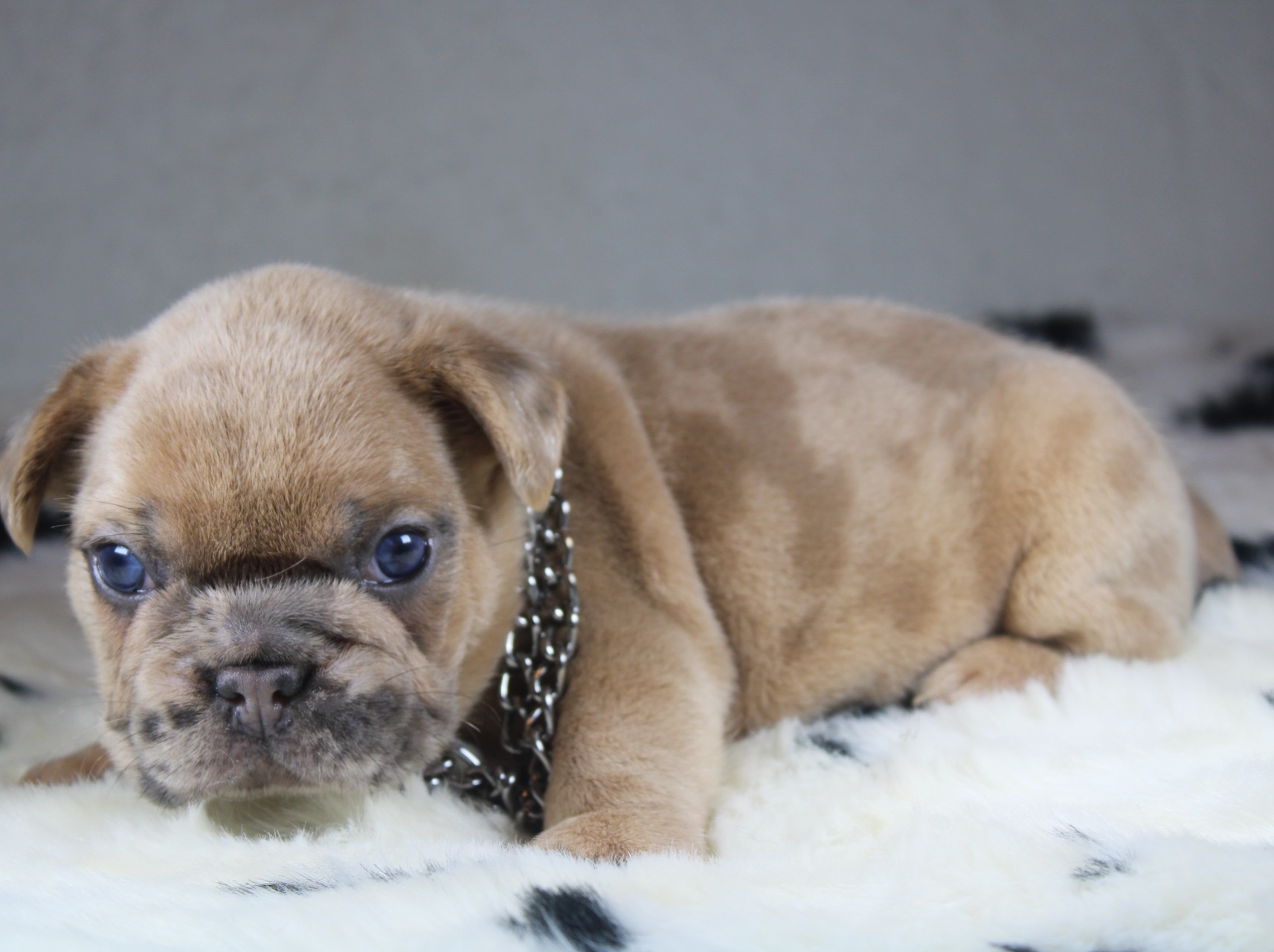 Photo de Chiot 2