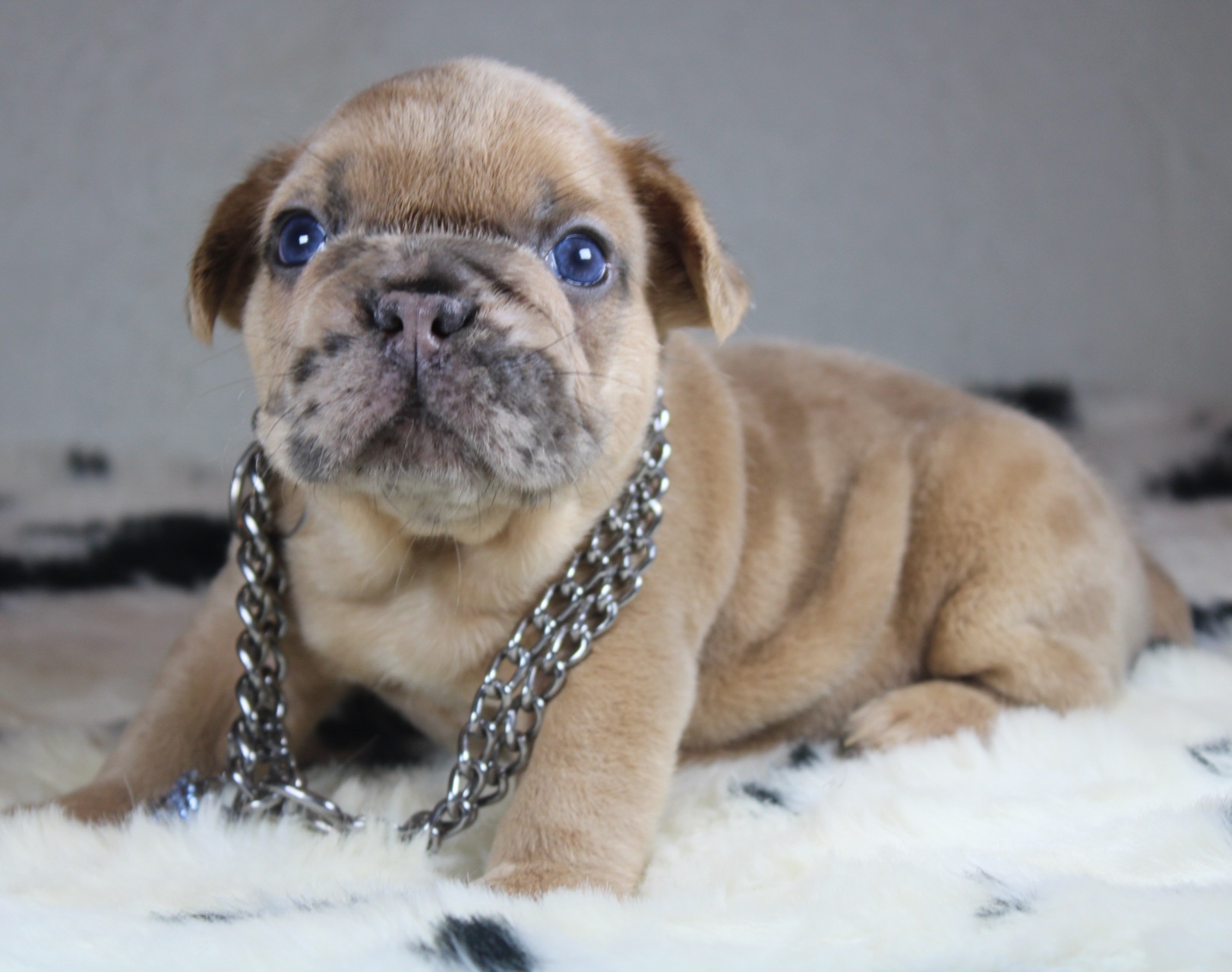 Photo de Chiot 2