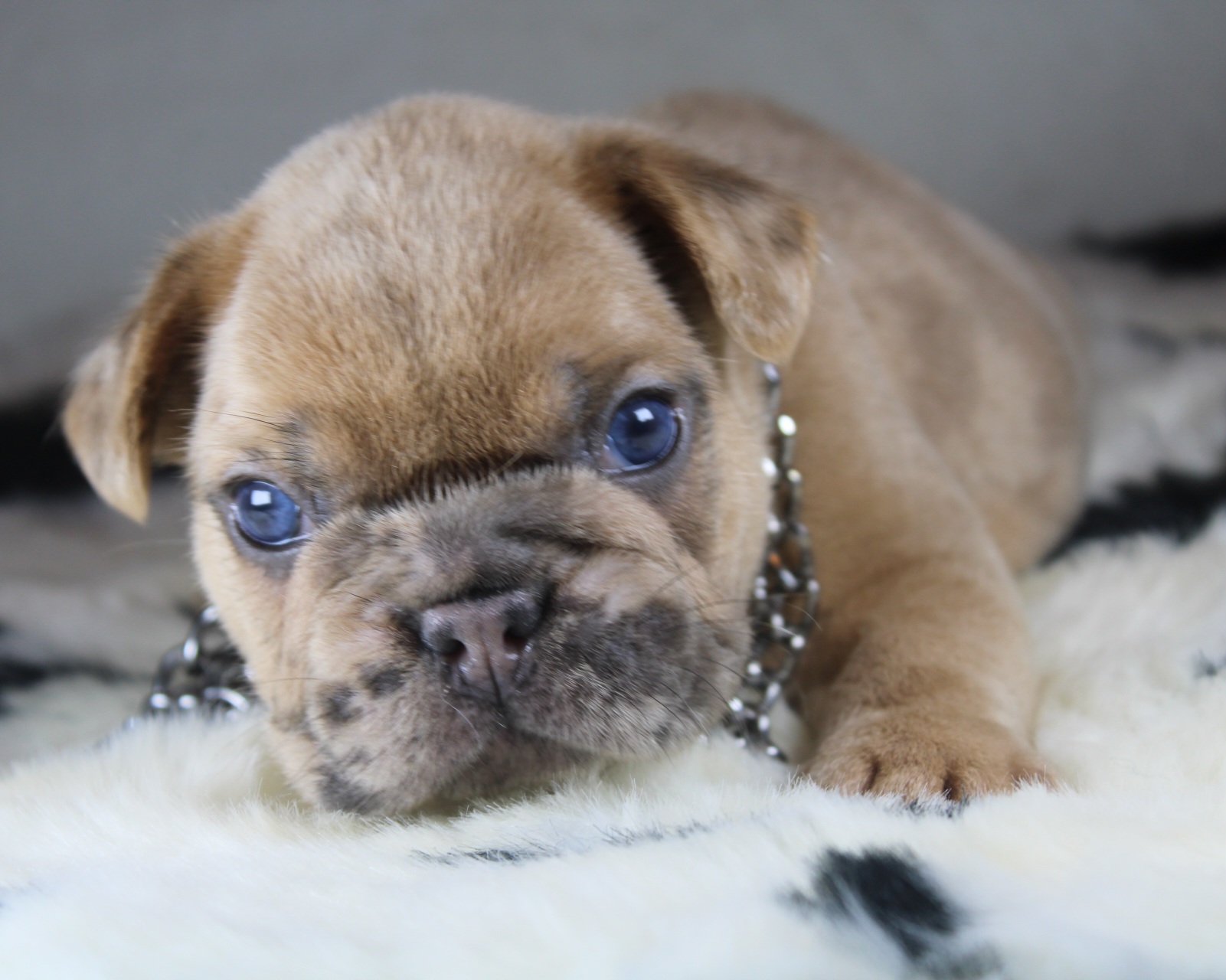 Photo de Chiot 2