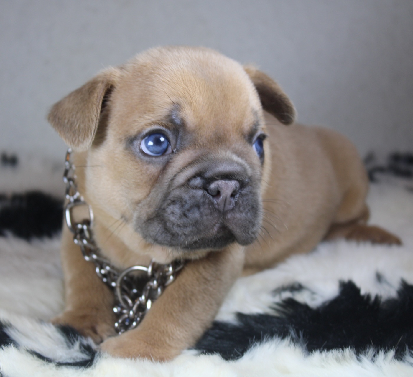 Photo de Chiot 3