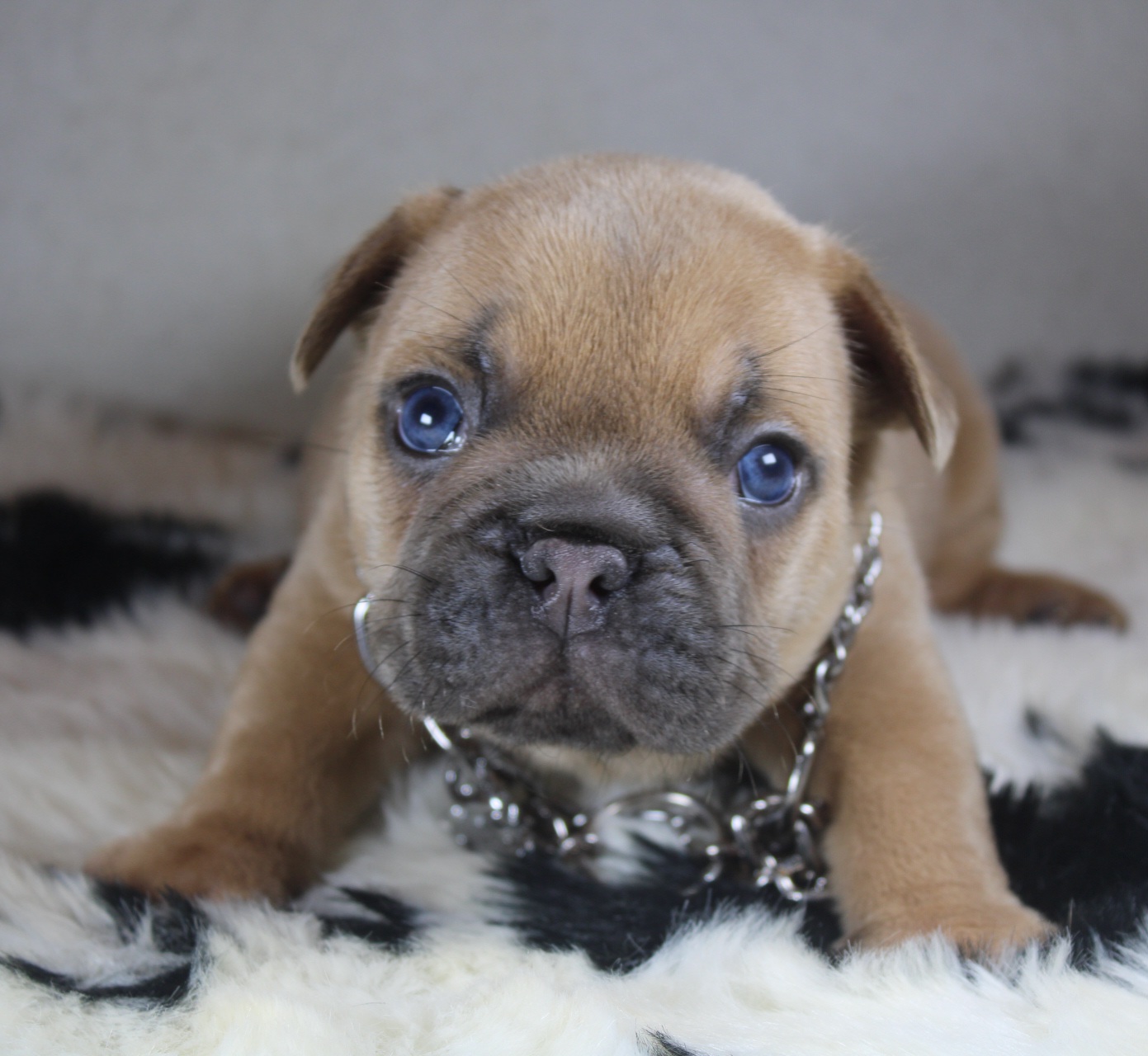 Photo de Chiot 3