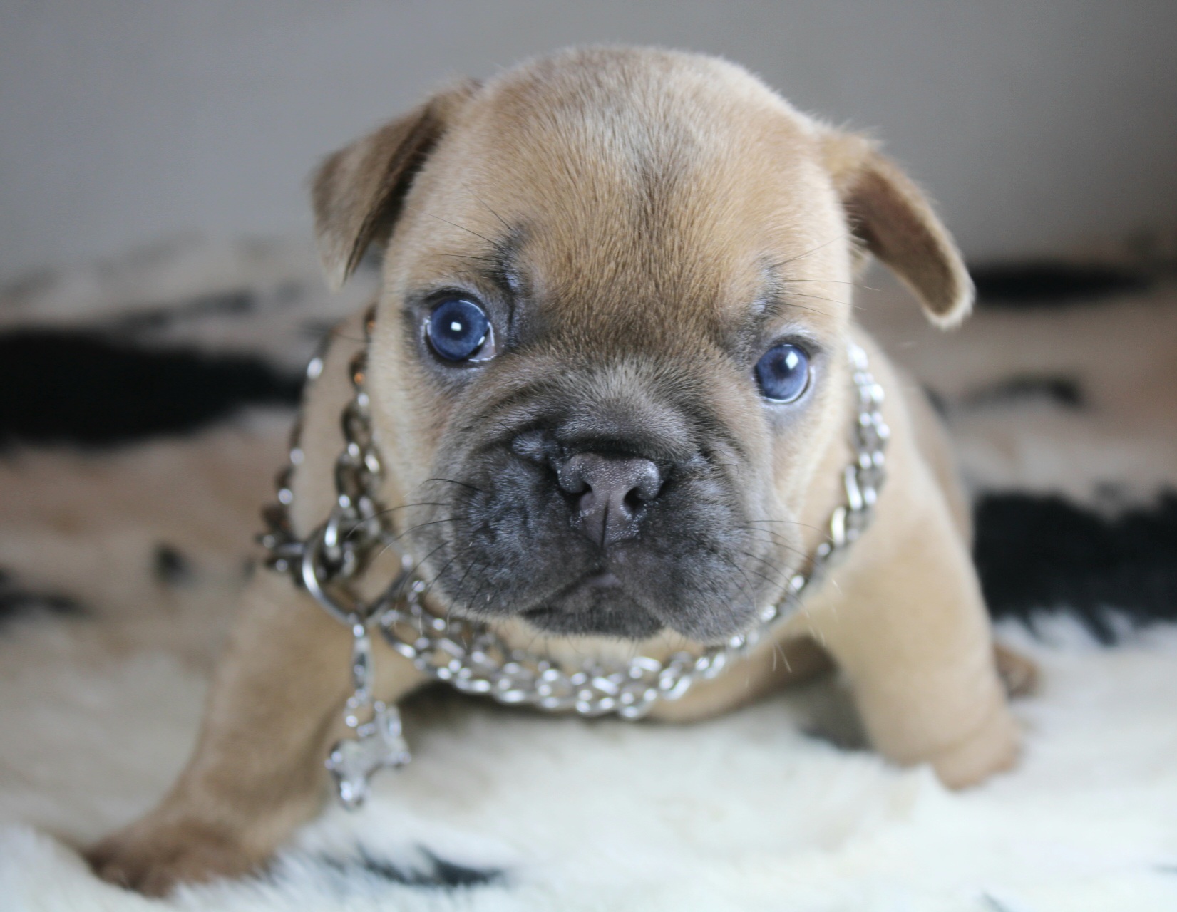 Photo de Chiot 3