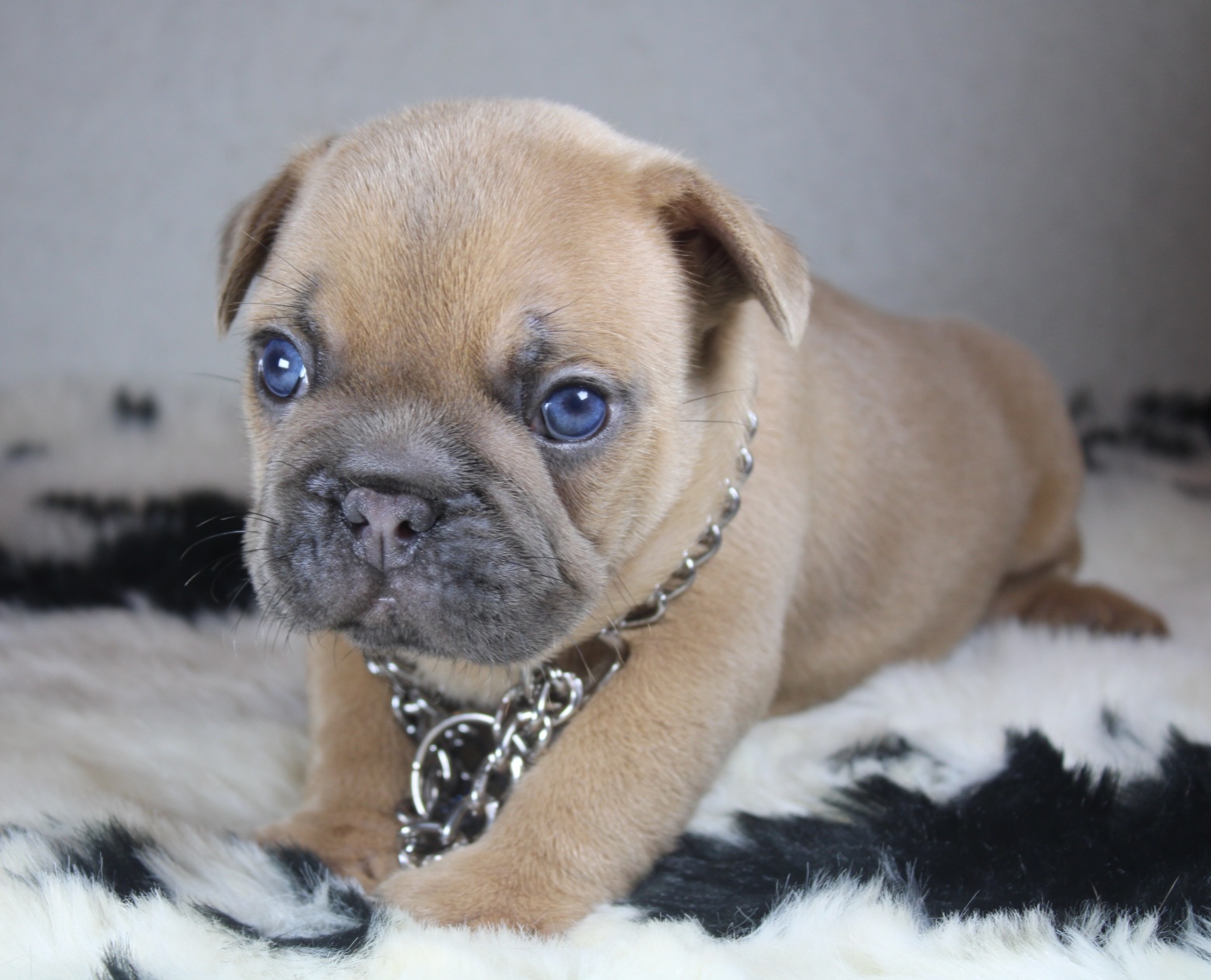 Photo de Chiot 3