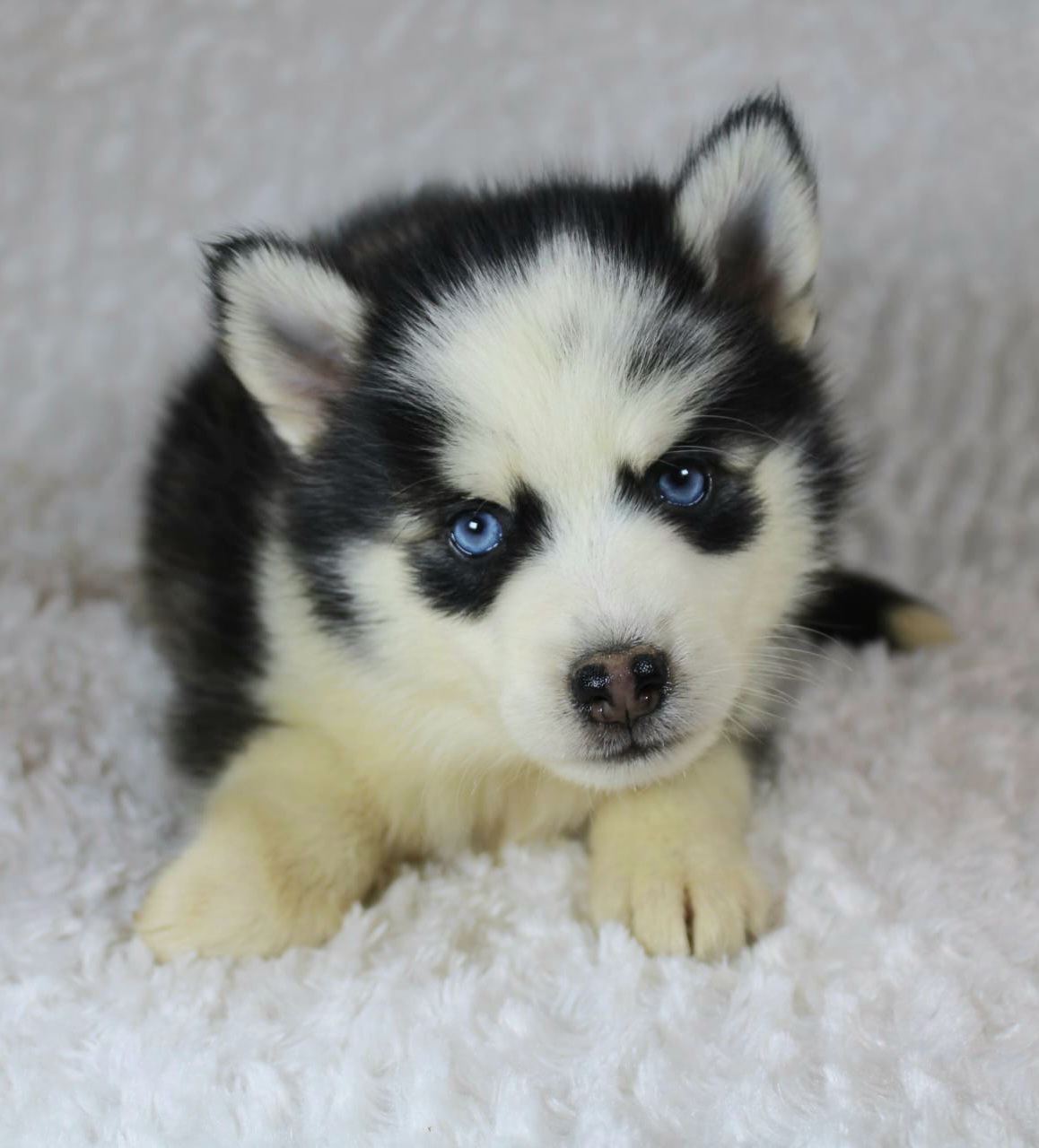 Photo de NALA