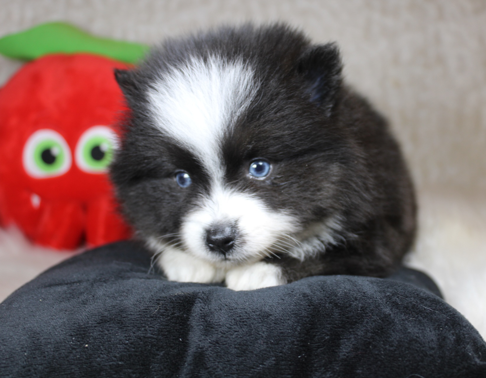 Photo de BIJOUX (Réservé)