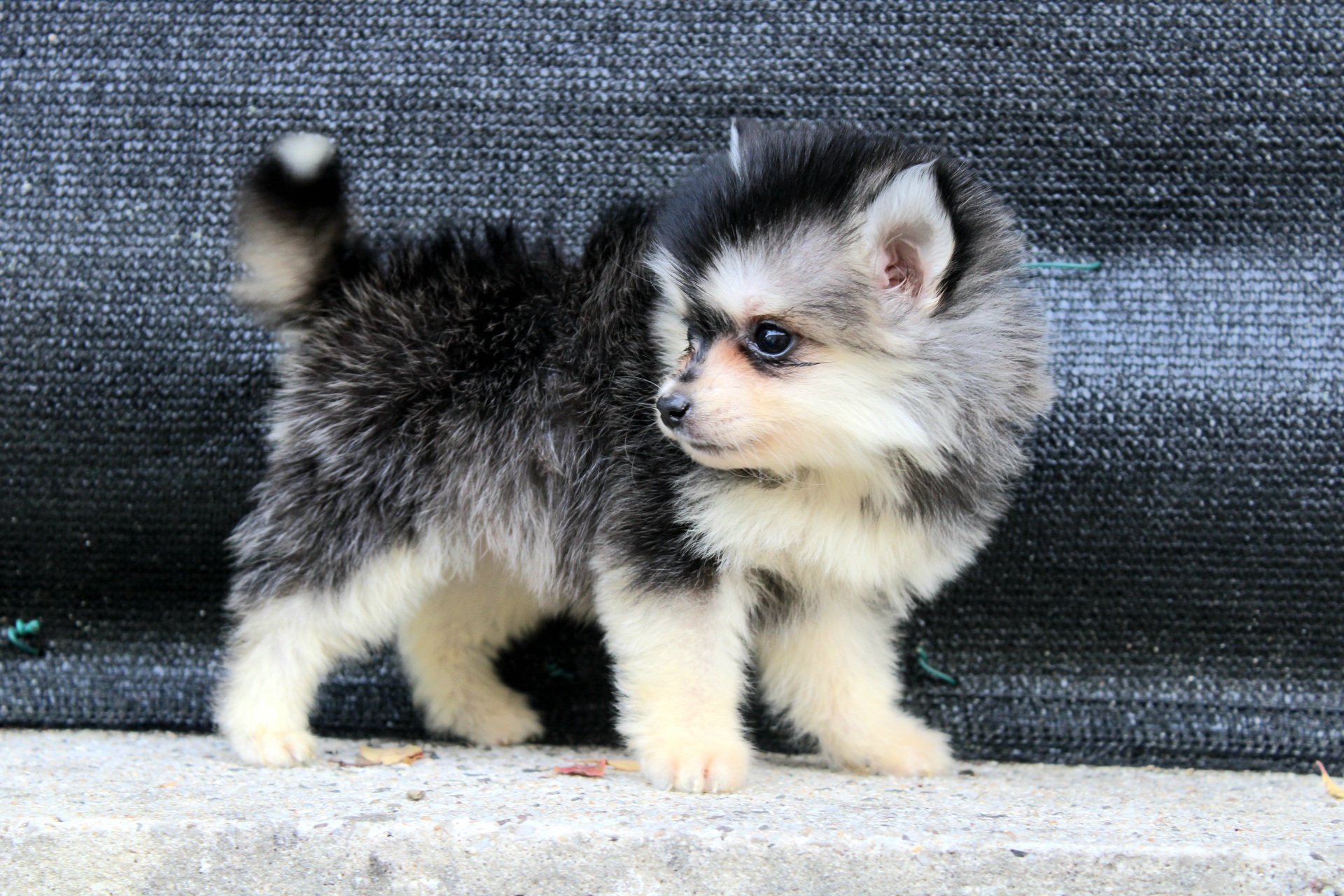 Photo de Baya