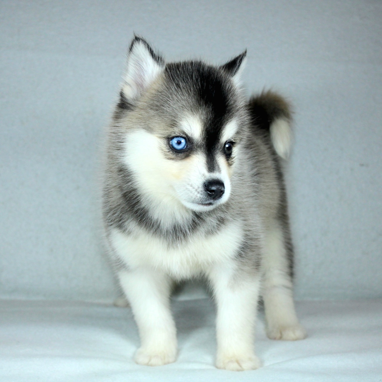 Photo de Chiot 1