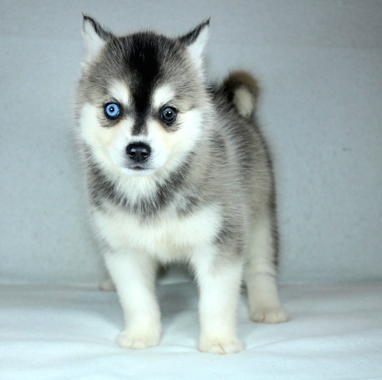 Photo de Chiot 1
