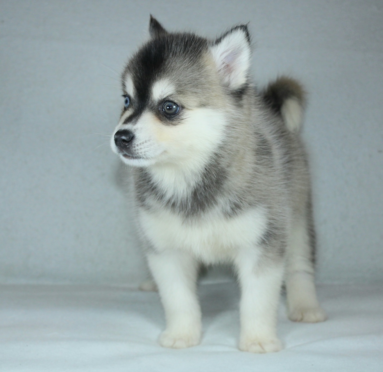 Photo de Chiot 1