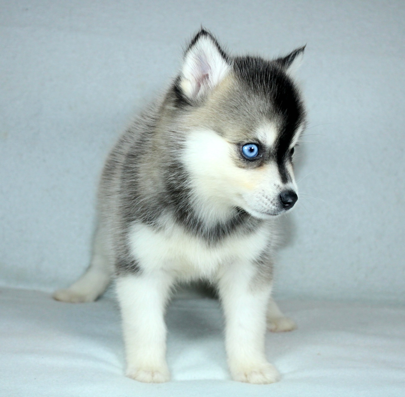Photo de Chiot 1