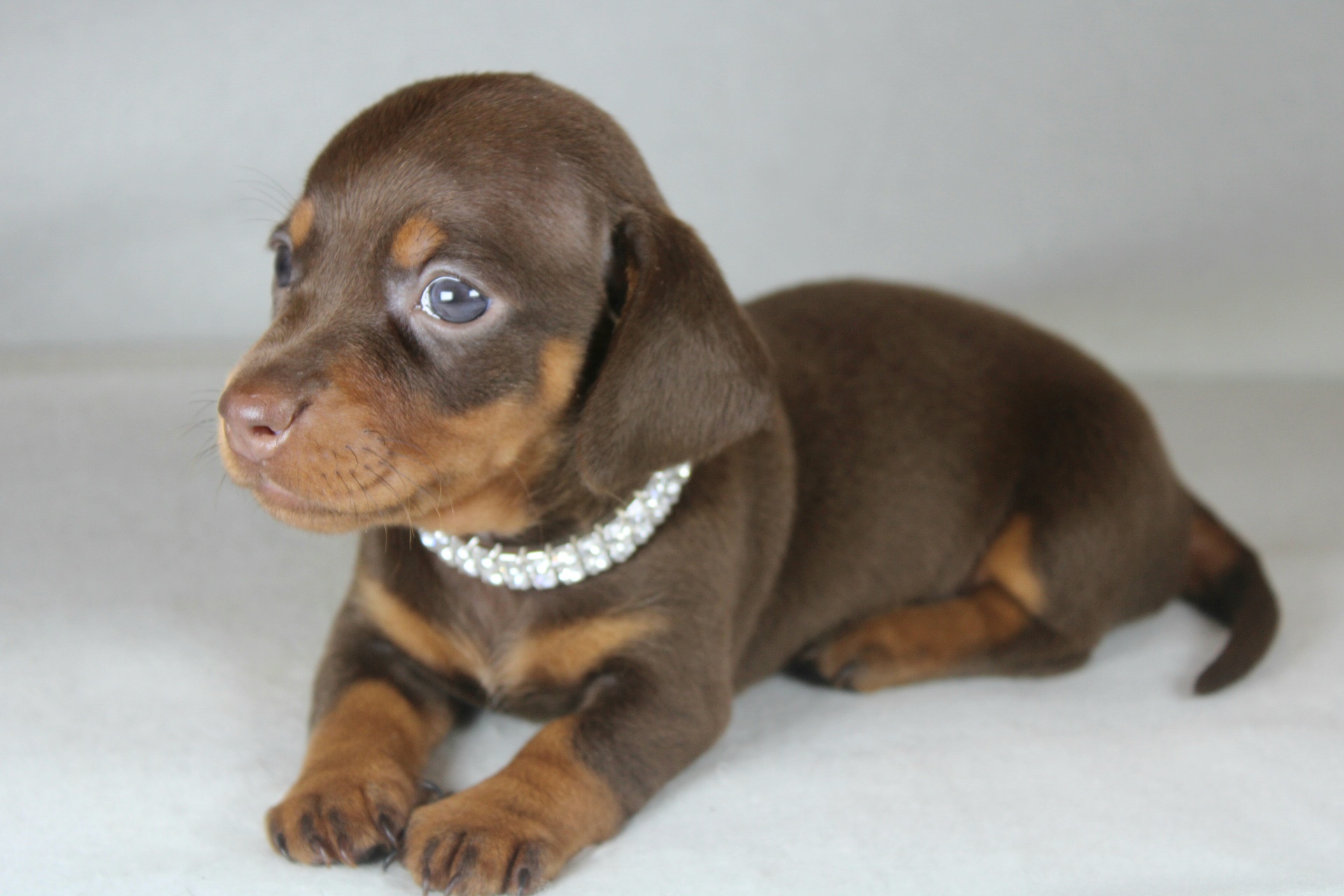 Photo de Chiot 3