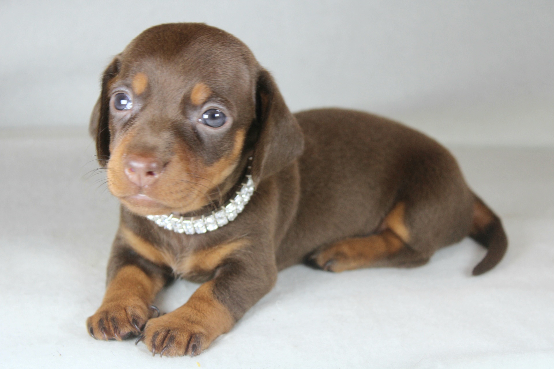 Photo de Chiot 3