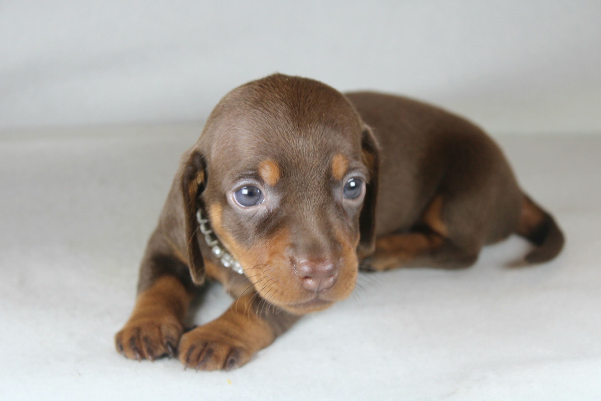 Photo de Chiot 3