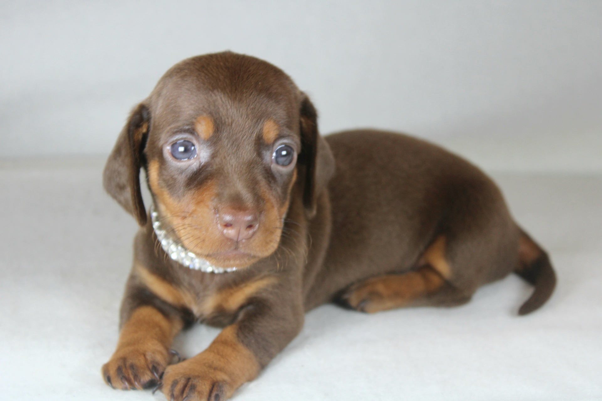 Photo de Chiot 3
