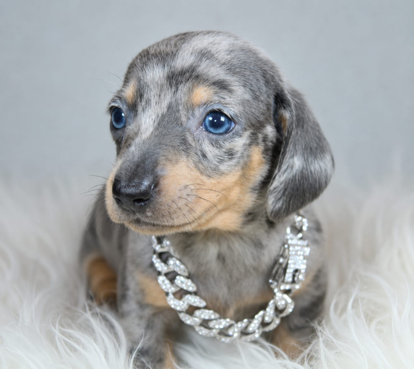 Photo de Chiot 1