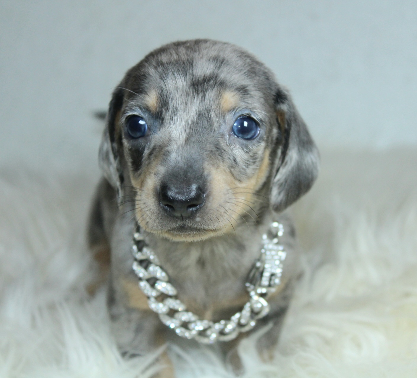 Photo de Chiot 1