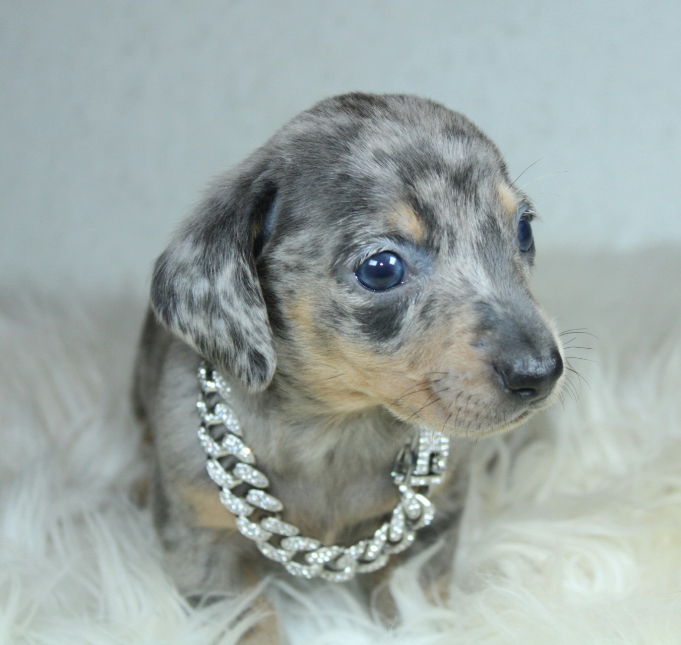 Photo de Chiot 1