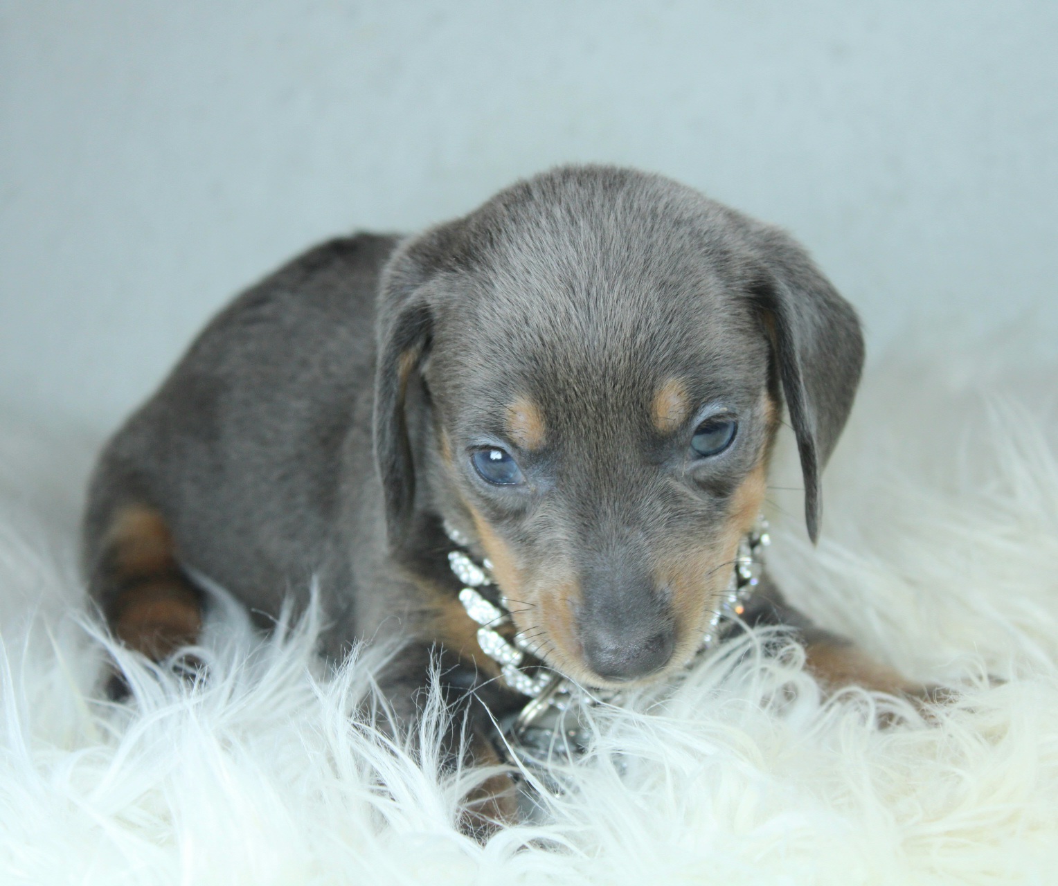 Photo de Chiot 3