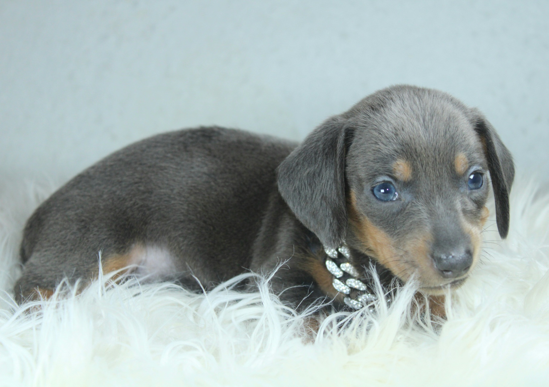 Photo de Chiot 3