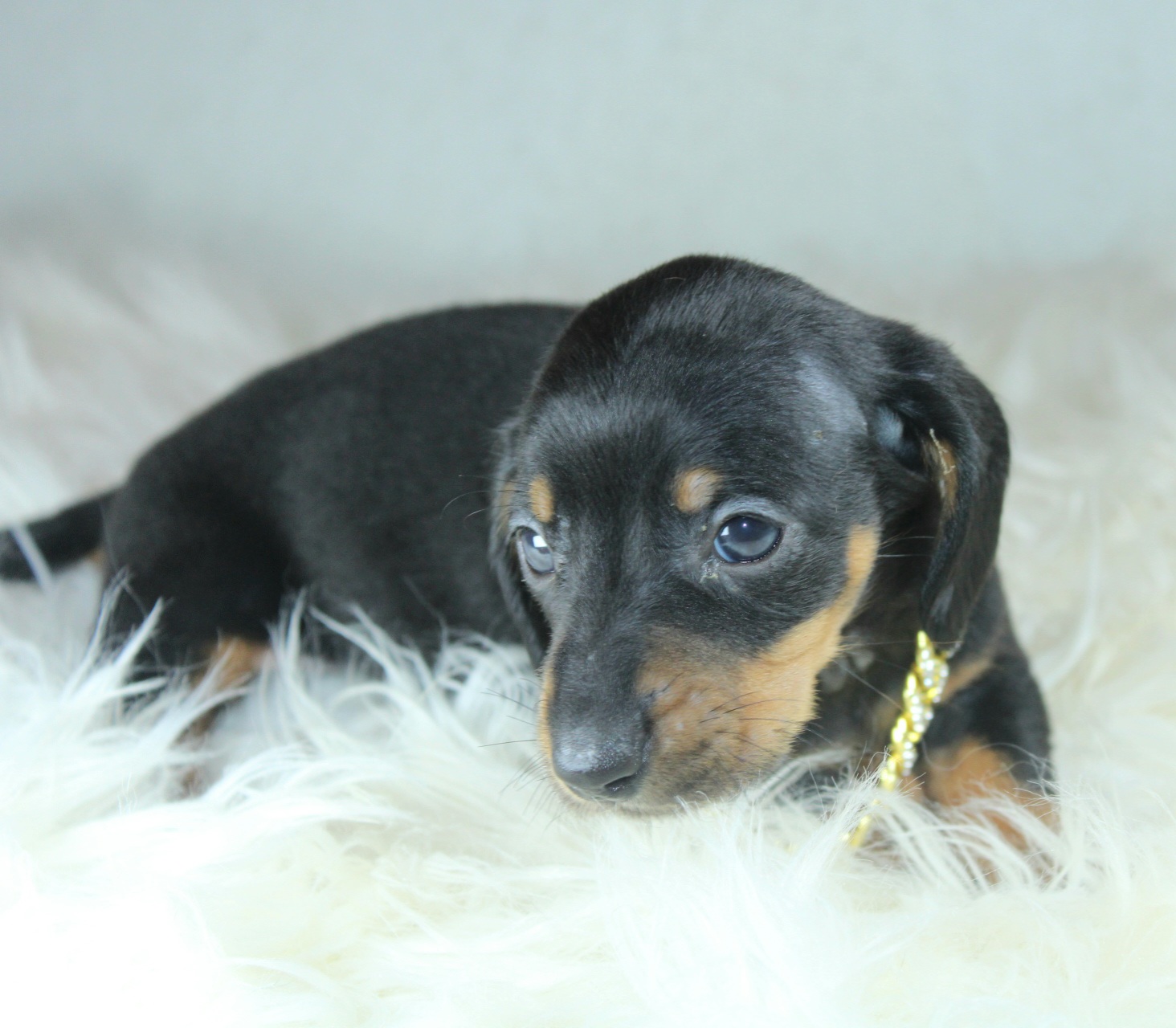 Photo de Chiot 4