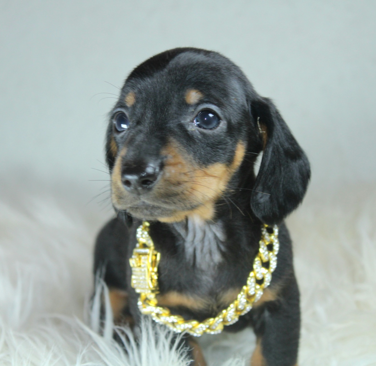 Photo de Chiot 4