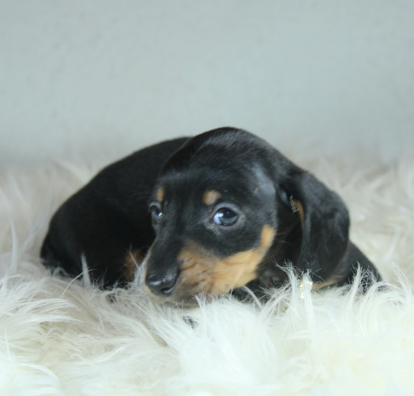 Photo de Chiot 4