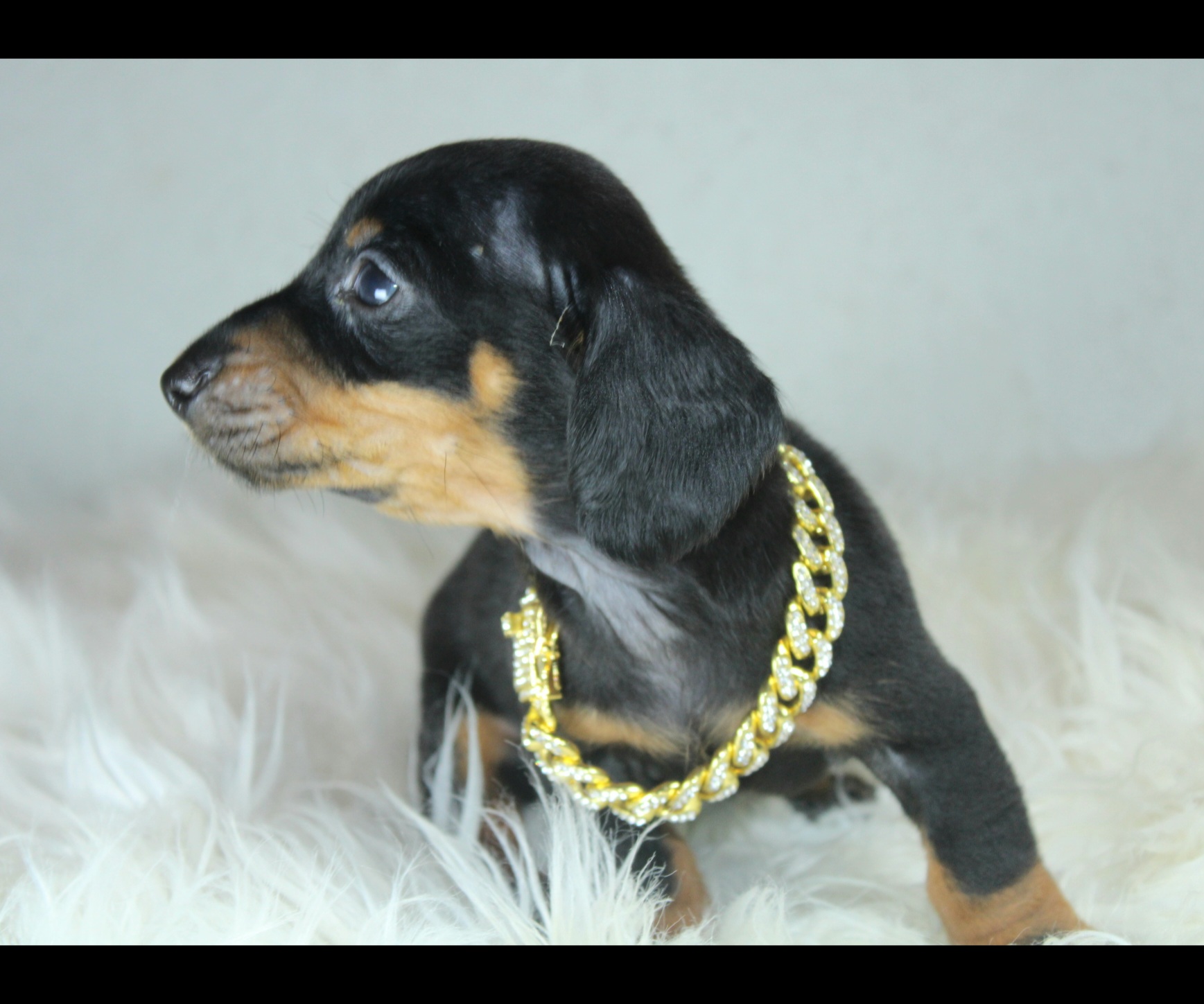 Photo de Chiot 4
