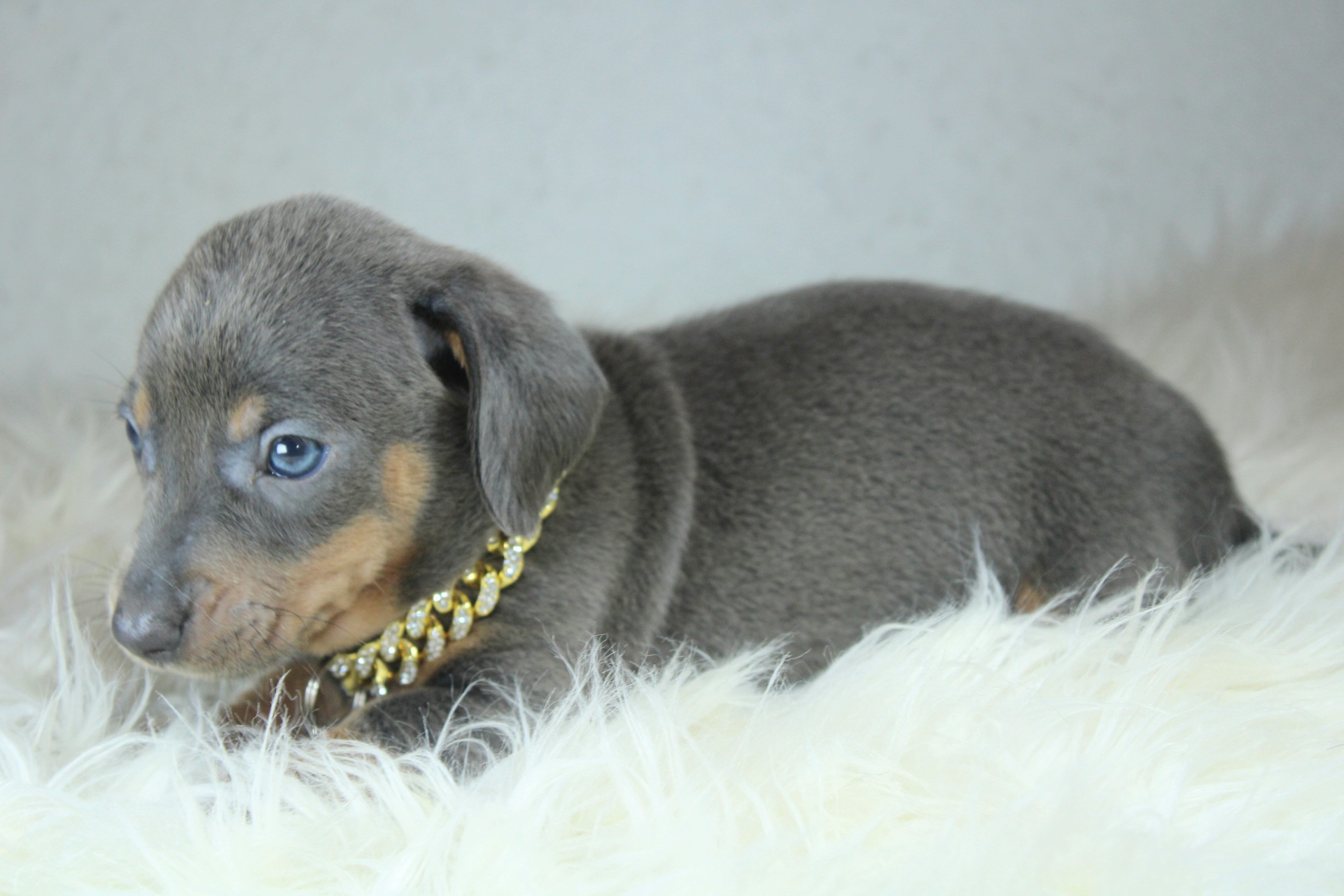 Photo de Chiot 5
