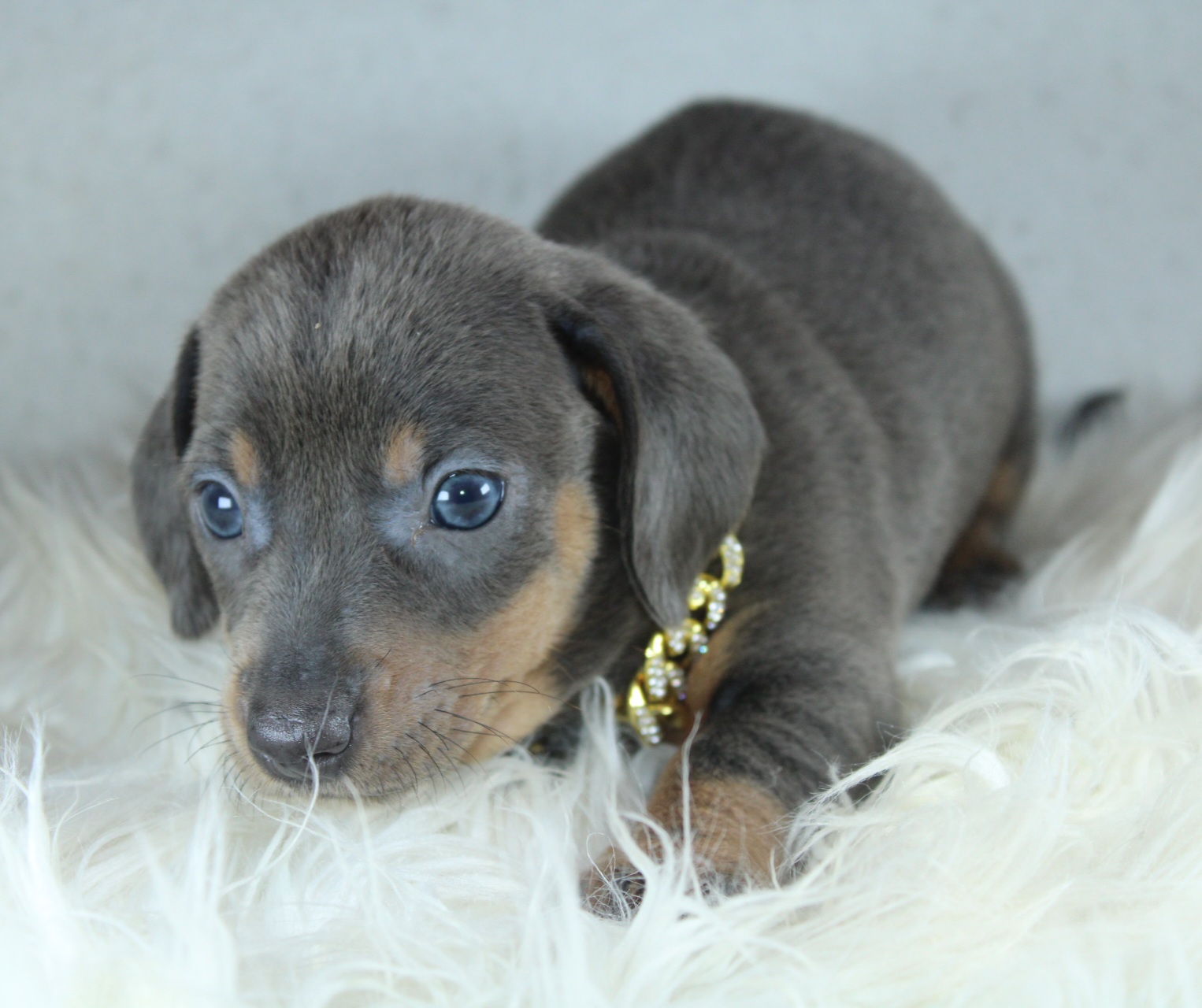 Photo de Chiot 5