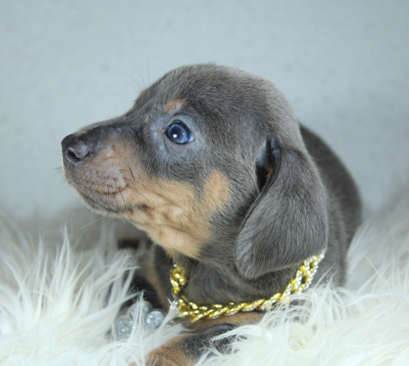 Photo de Chiot 5